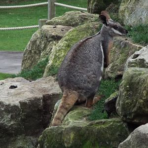 Yellow-footed Rock Wallaby Flamingo Land