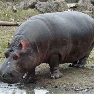 Common Hippo Flamingo Land
