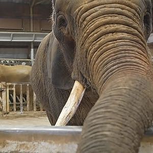 Extra-Ordinary Animal Experience at Colchester Zoo - YouTube