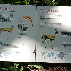 Springbok - Thomson gazelle signs