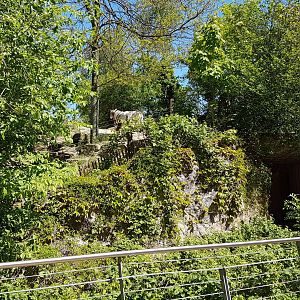 Scimitar-horned oryx enclosure