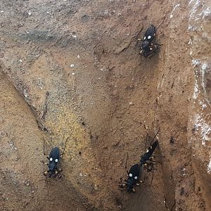Two-spotted assassin bugs