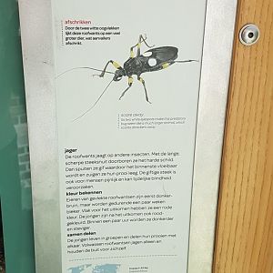 Sign Two-spotted assassin bug