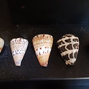 Shells