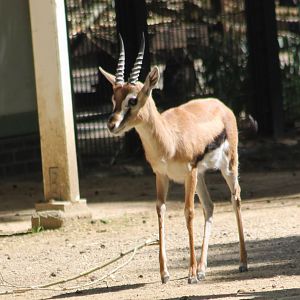 Thomson gazelle