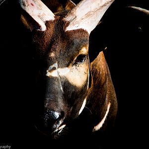 Eastern Bongo