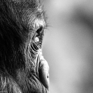 Western Lowland Gorilla