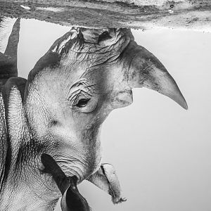 Southern White Rhino reflection