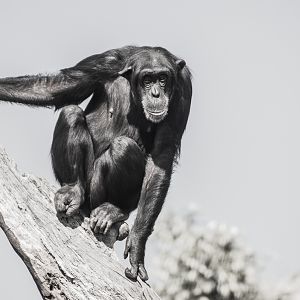 Western common chimpanzee
