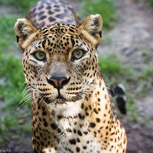 Sri Lankan Leopard