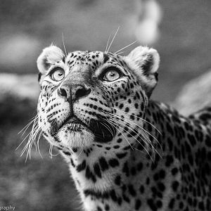 Sri Lankan Leopard