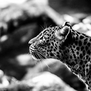 Sri Lankan Leopard