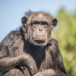 Western Common Chimpanzee