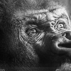 Western Lowland Gorilla