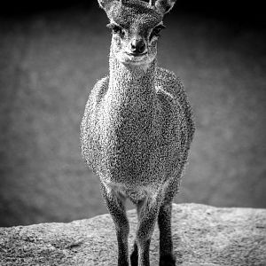 Ethiopian klipspringer