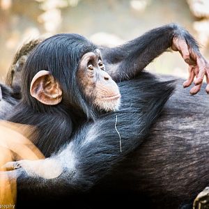 Western Common Chimpanzee