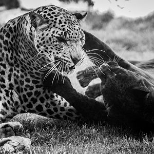 Leopard and Black Leopard