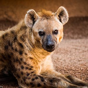 Spotted Hyena