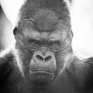 Western Lowland Gorilla