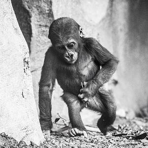 Western Lowland Gorilla