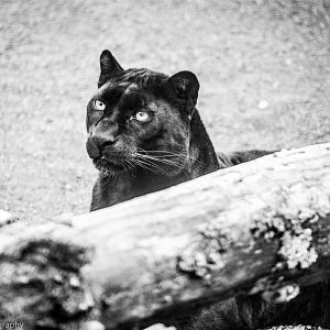 Black Leopard