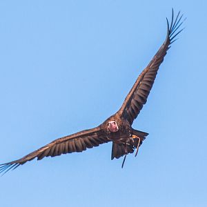 Vulture
