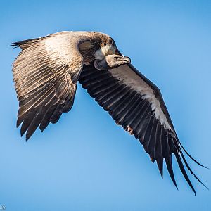 Vulture