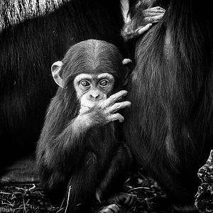 Western Common Chimpanzee