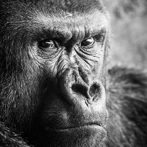 Western Lowland Gorilla