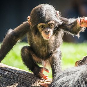 Western Common Chimpanzee