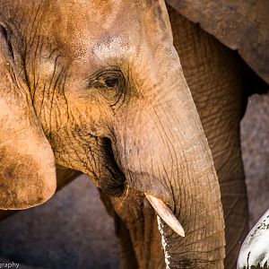 African Elephant