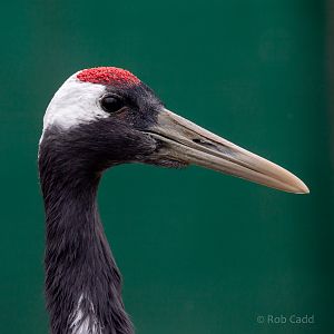 Red-crowned crane : Hamerton : 16 Feb 2019