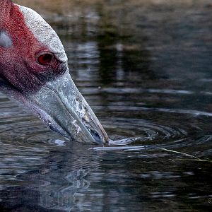 Sarus crane : Hamerton : 16 Feb 2019