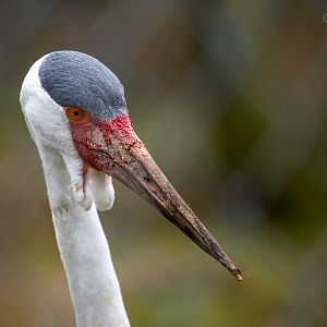 Wattled crane : Hamerton : 16 Feb 2019