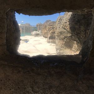 A view of the monk seal exhibit