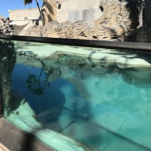 Main view of the monk seal exhibit