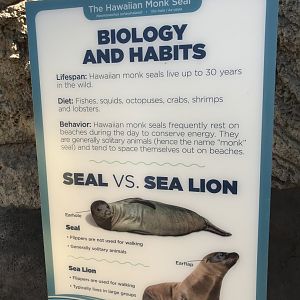 Difference between two pinniped types