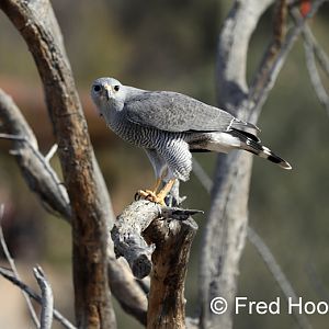 Gray Hawk (Buteo plagiatus)