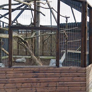 Tasmanian golden possum enclosure?