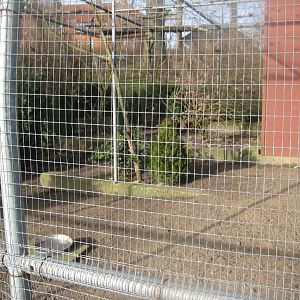 Skive Anlæg - Aviary #4