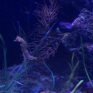 Pacific Seahorse