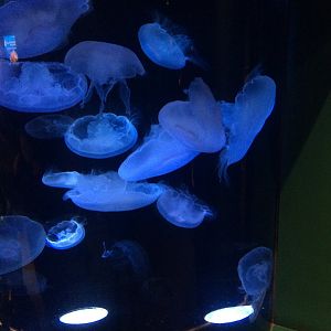 Moon jellies