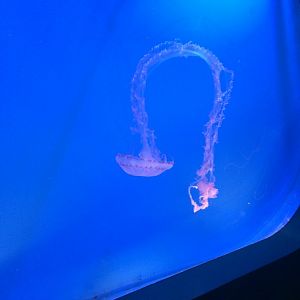 Purple striped jellyfish