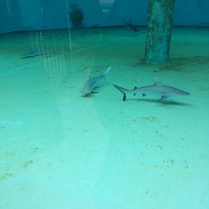 Bonnethead Shark and Grey Tip Reef Shark