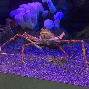 Japanese Spider Crab