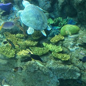 Olive Ridley Sea Turtle