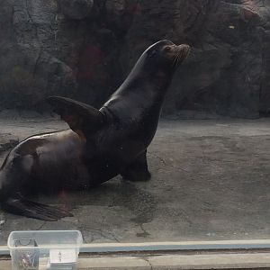 Parker The California Sea Lion