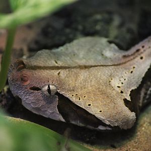 West African Gaboon Viper, Detroit Zoo