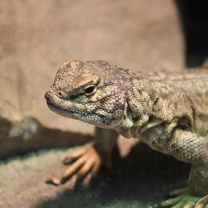 Egyptian Spiny-tailed Lizard, Detroit Zoo