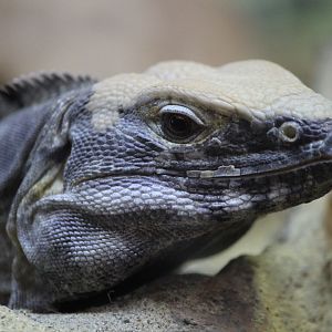 Sonoran Black Iguana, Detroit Zoo